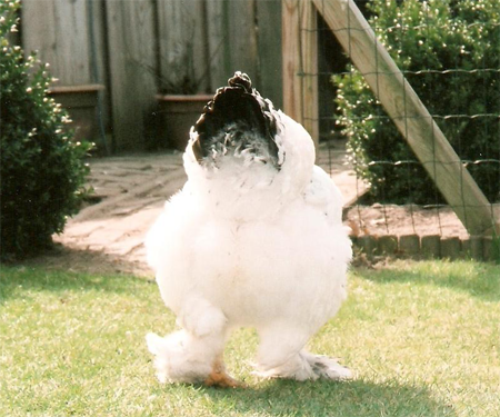Chicken Butt